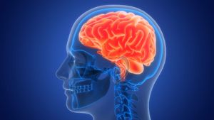 Мозг человека переходит во «взрослую» фазу только к 30-32 годам