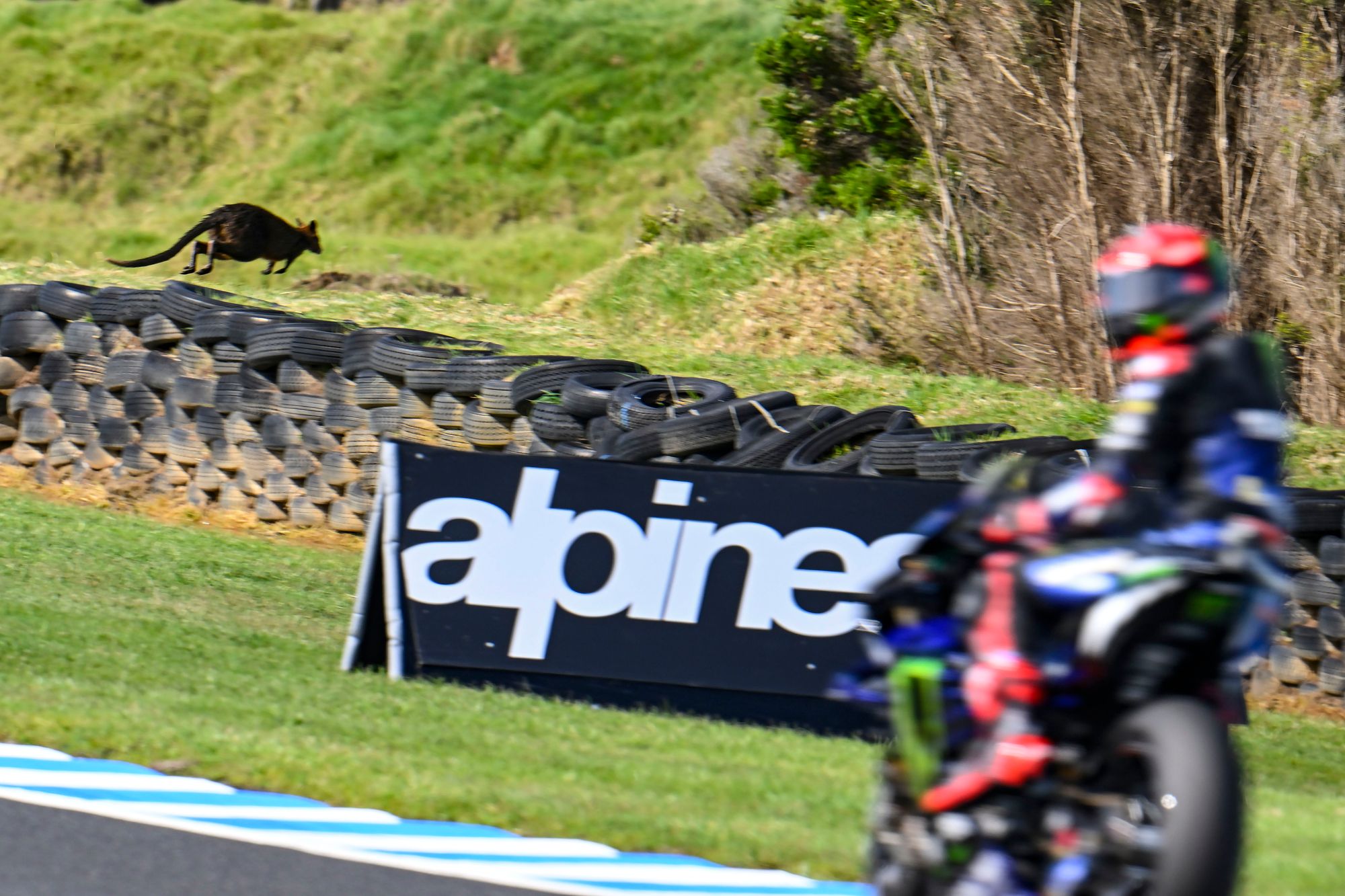 Fabio Quartararo, Phillip Island MotoGP