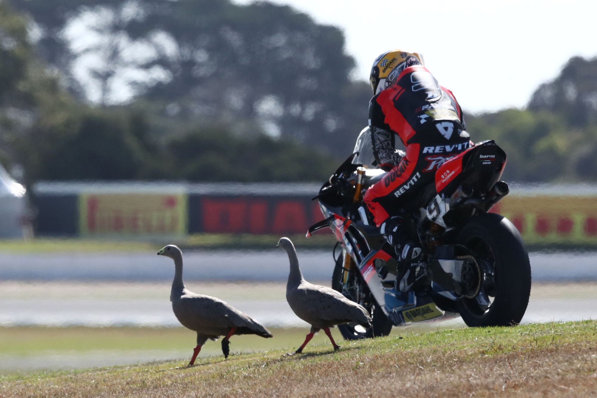 Danilo Petrucci, Phillip Island WSBK
