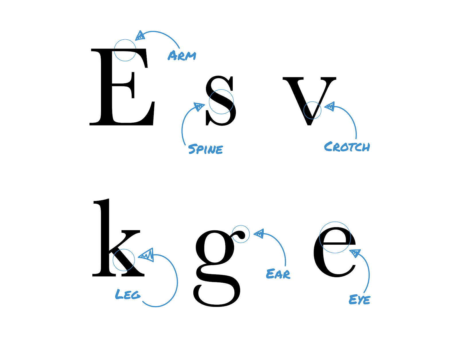 Letters of the alphabet denoting their human characteristics, like ear, eye, spine, etc.