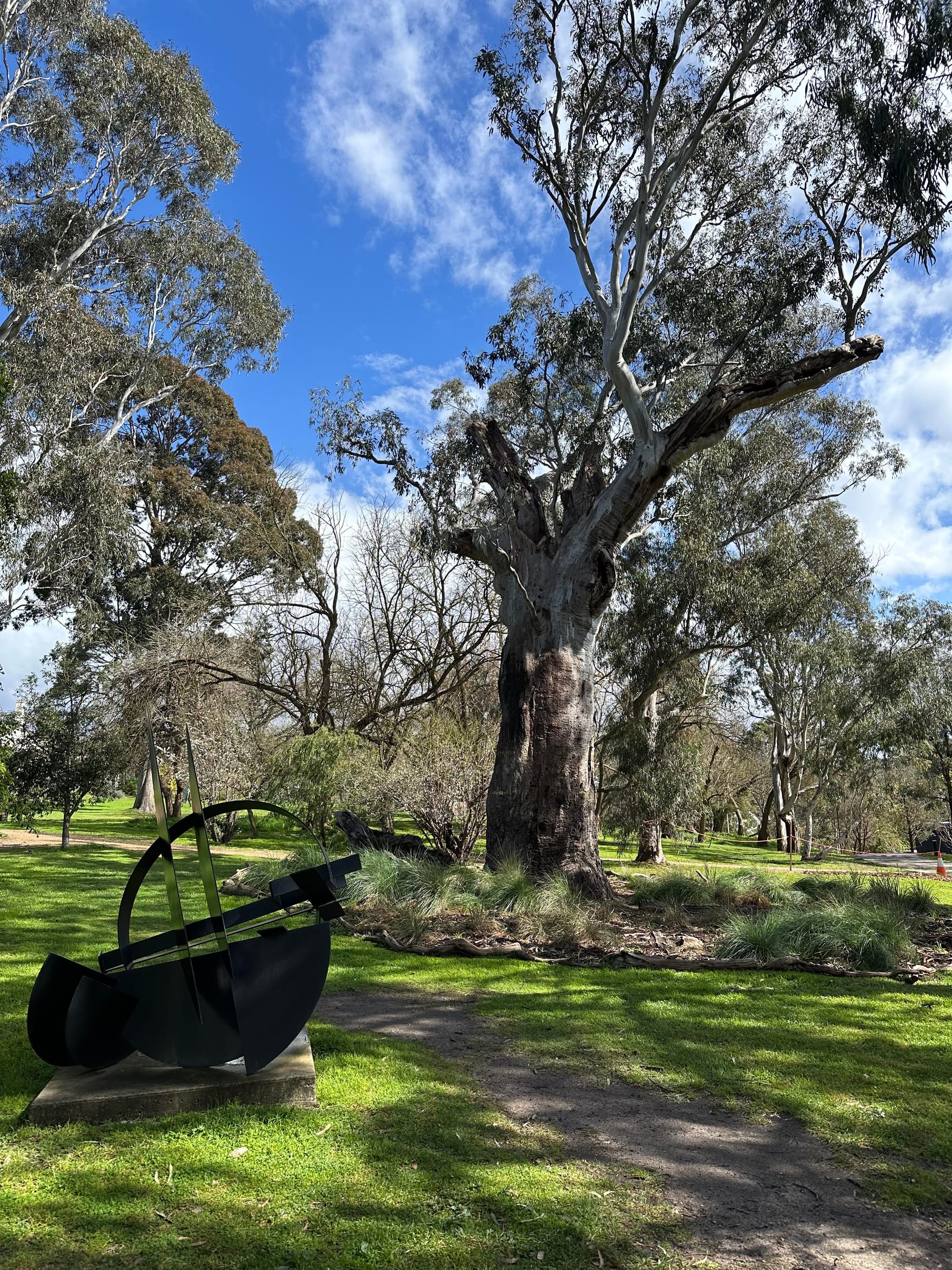 A view of the Heide Museum of Modern Art grounds with river red gum in the centre.
