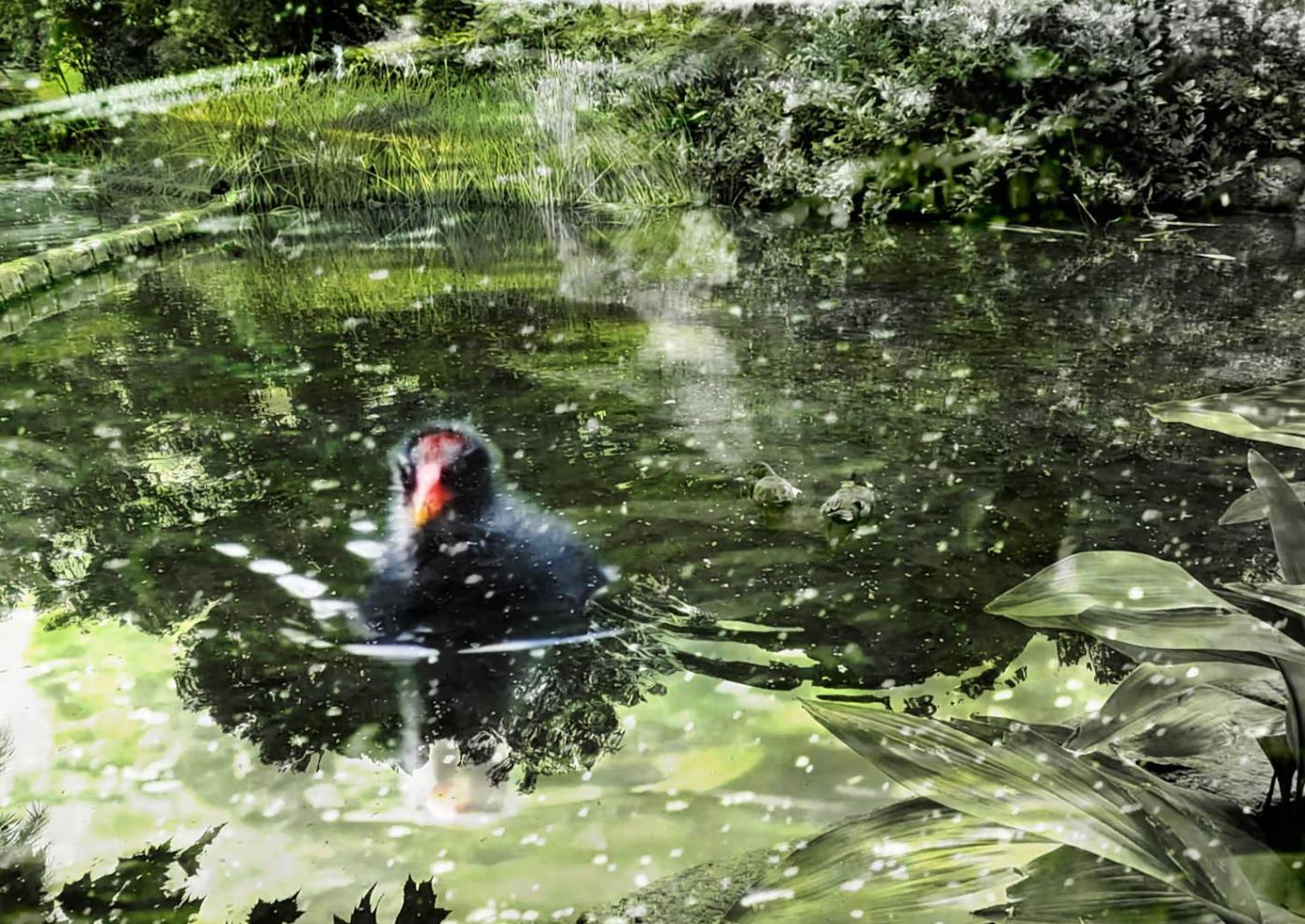 Layers of green river textures, and reeds surround a black fluffy water bird with red beak.