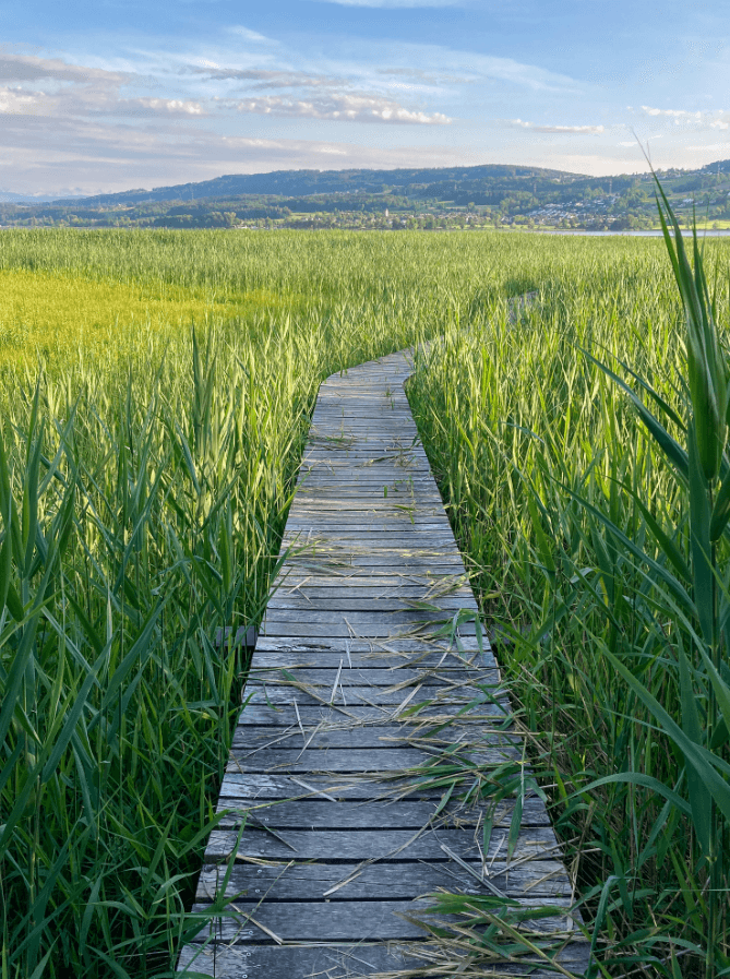 A wooden bridge winding off out of sight between green reeds
