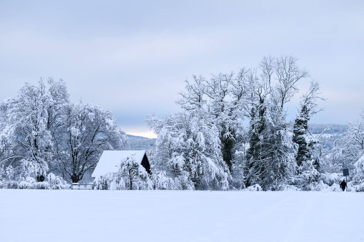 Snow-covered landscape, with frosty trees and gray sky
