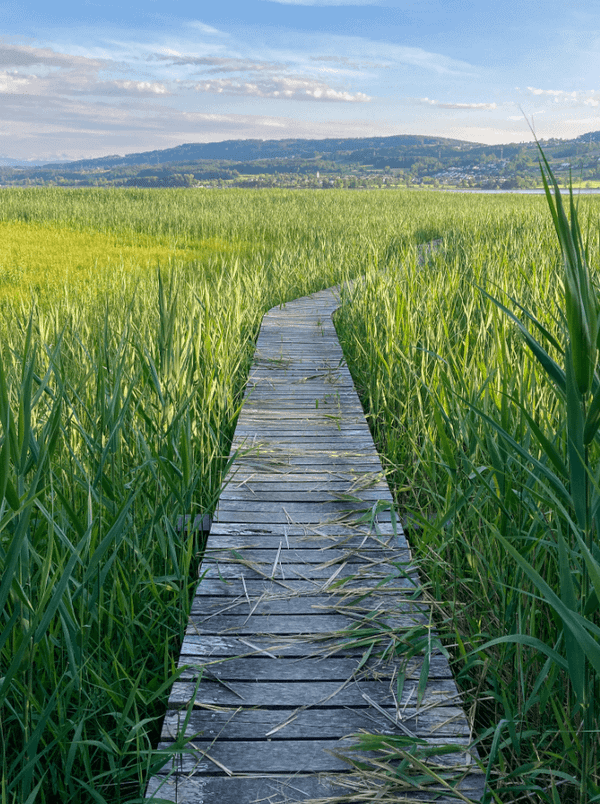 A wooden bridge winding off out of sight between green reeds