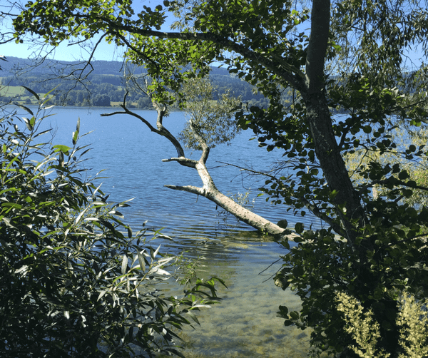 Branches of a tree extended out over the shore of a lake