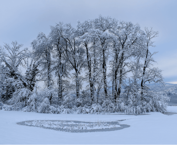 A row of snow-covered trees before a snowy field