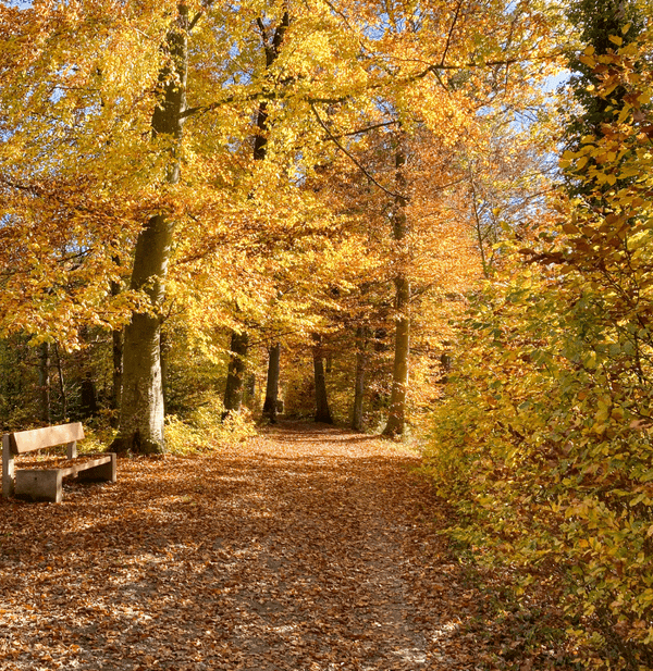 A walking path covered in leaves running through trees with vibrant yellow leaves