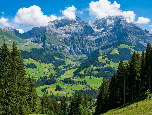 View of a majestic mountain from a green field with pine trees