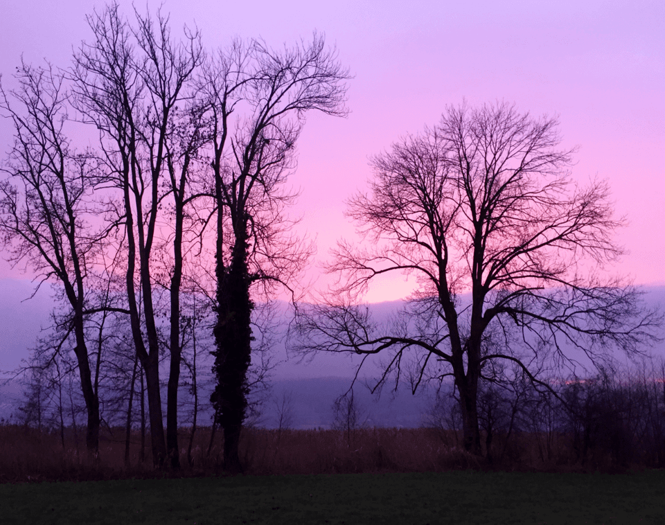 Trees in silhouette with purple light - Moral Letters to Lucilius