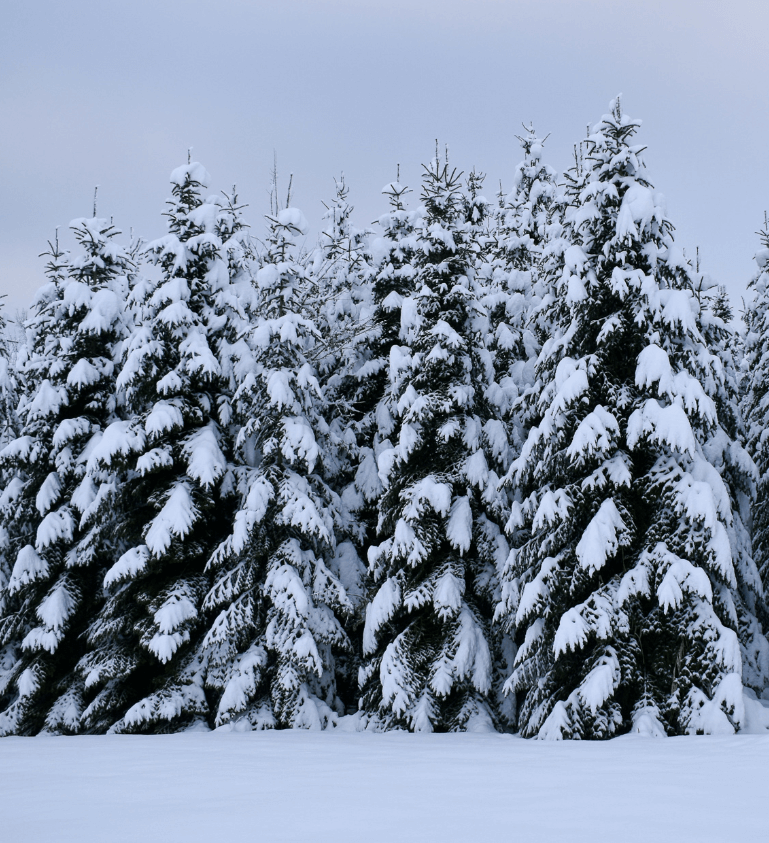A row of heavily snow-covered pine trees