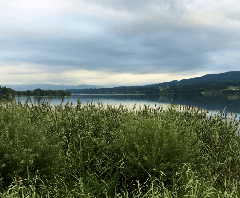 Dense thicket of reeds on the edge of a lake under a gray, clouded sky