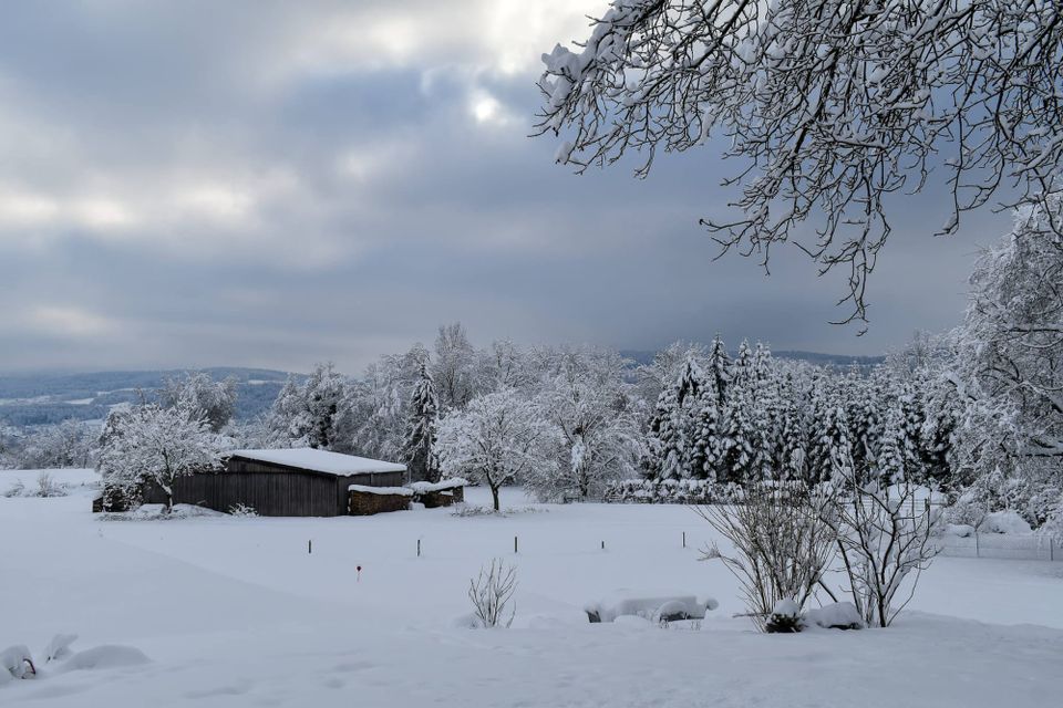 Snow-covered landscape, with frosty trees and gray sky
