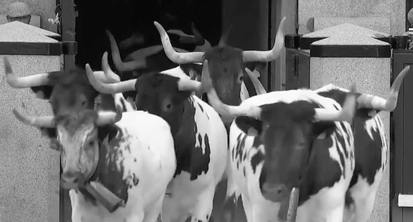 Los cabestros toman Las Ventas