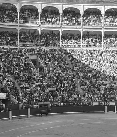 Toros inválidos, tendidos anestesiados