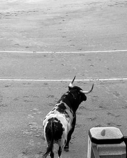 Esta vez no faltó el toro