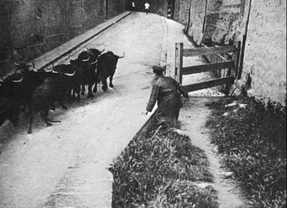 EL TORO EN EL CAMINO