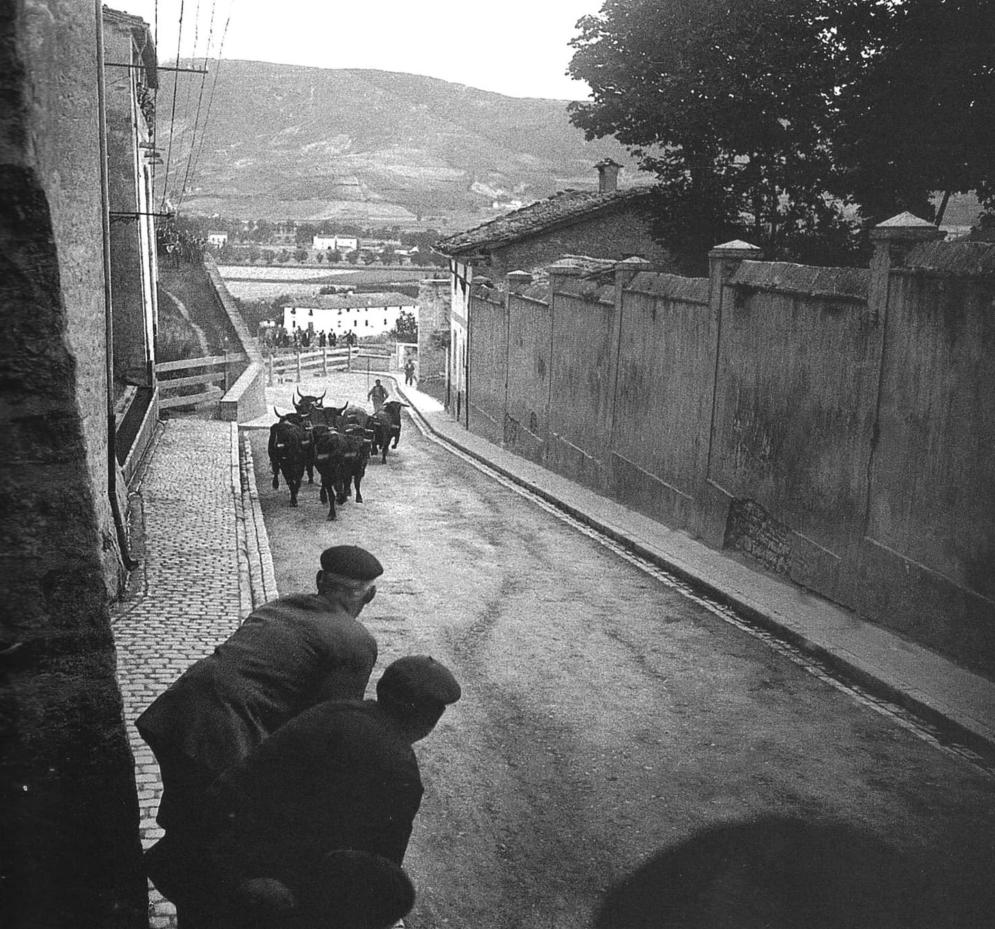 EL TORO EN EL CAMINO