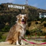 Dog Friendly Los Angeles - Yoshi Nakanishi