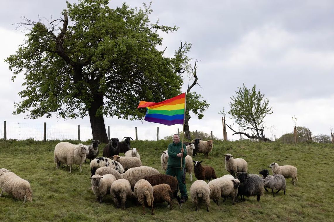 El santuario de ovejas gais alemán cuya lana se hila en España y desfila en Nueva York