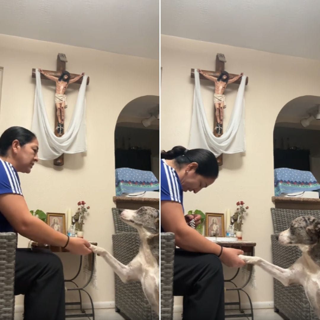 Cachorrinho conquista as redes sociais ao rezar com sua dona