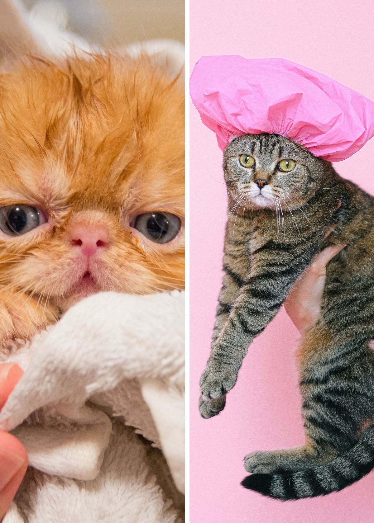 How I Got My Cat To Love Bath Time - With The Best Cat Shampoos!