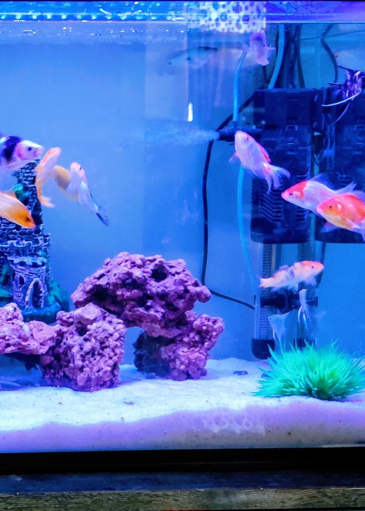 Everything You Need to Know About Aquarium Heaters!