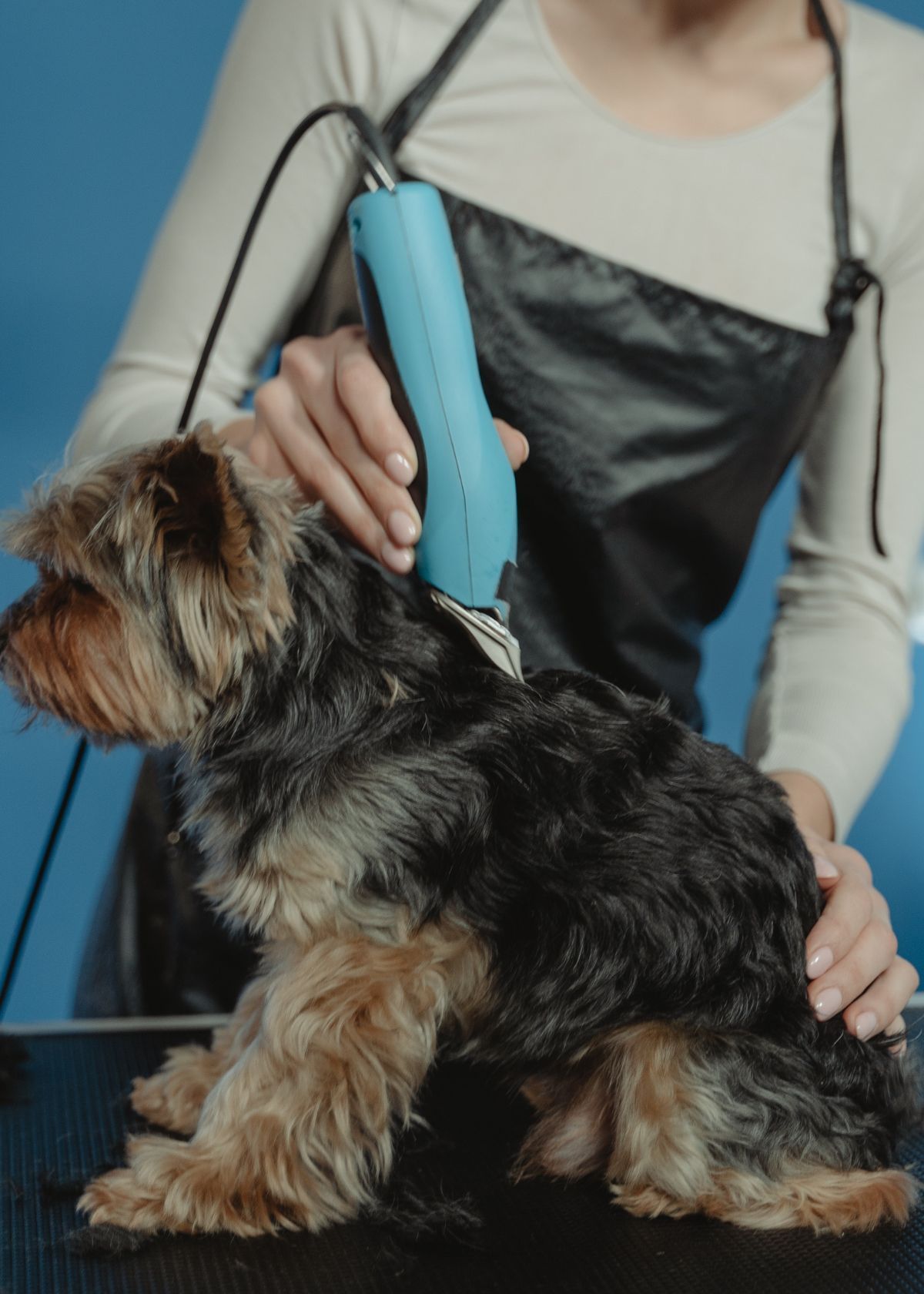 Clipping Your Way to Dog Grooming Success!