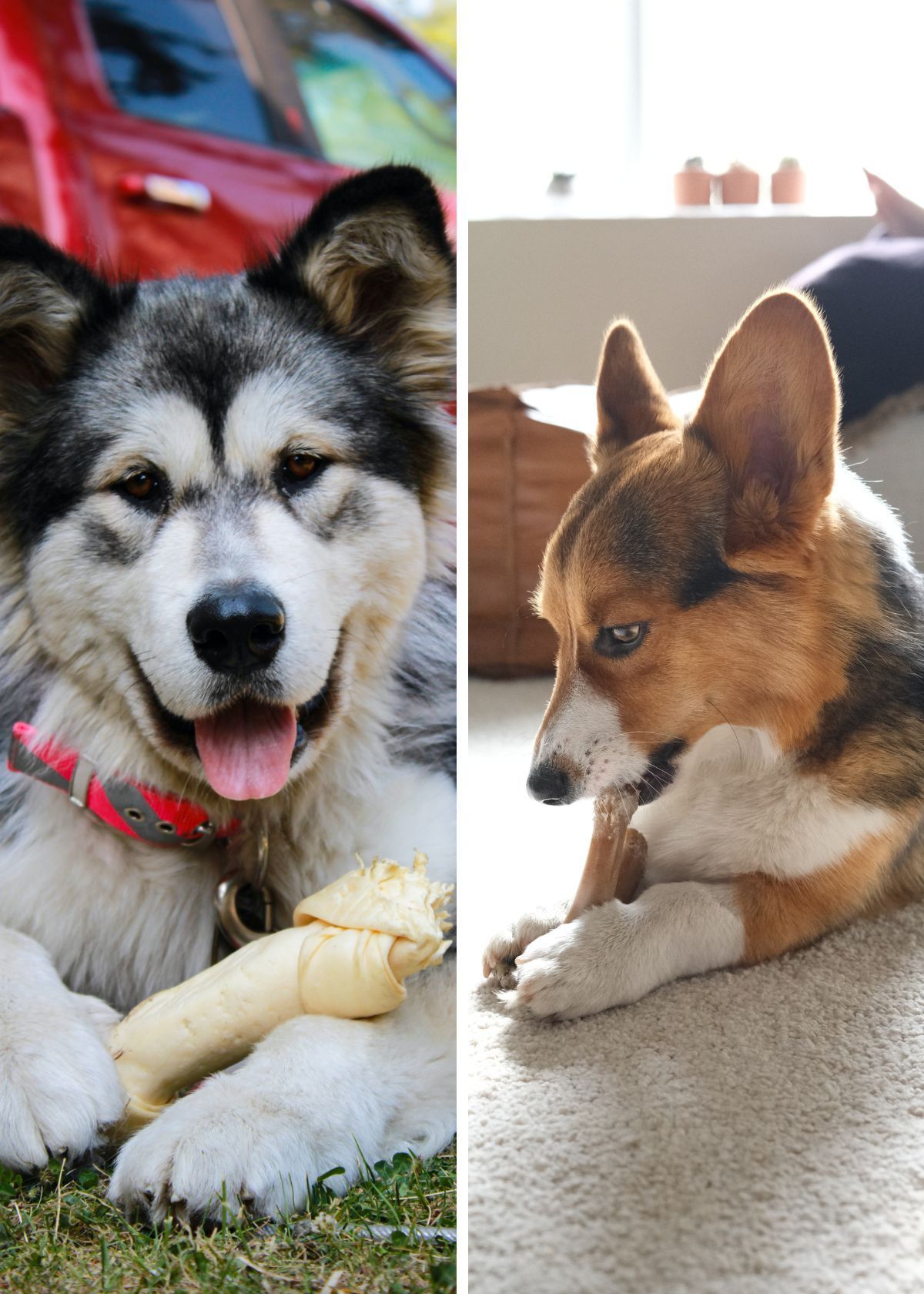 Top 5 Best Bully Sticks for Dogs (Durable, Delicious, & Healthy!)