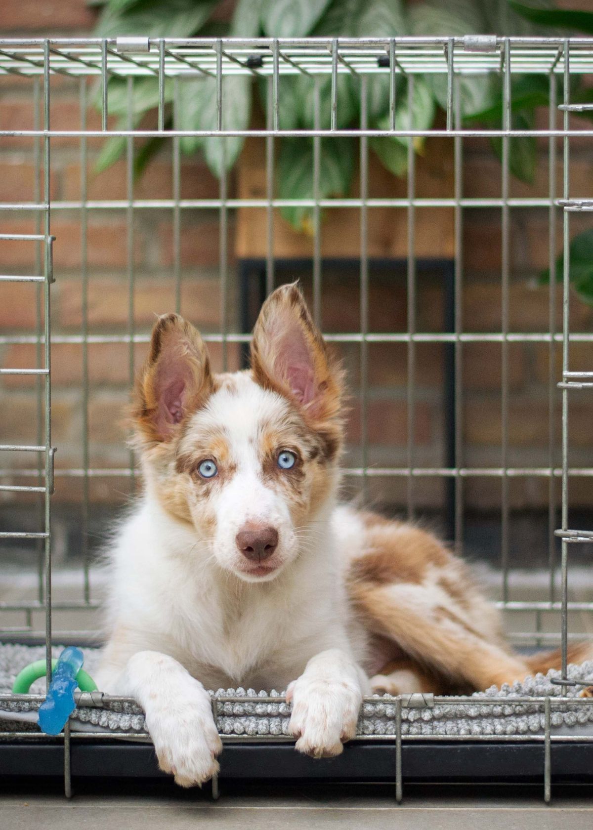 The Doggy Daycare Debate - Are Dog Kennels Good For Dogs?