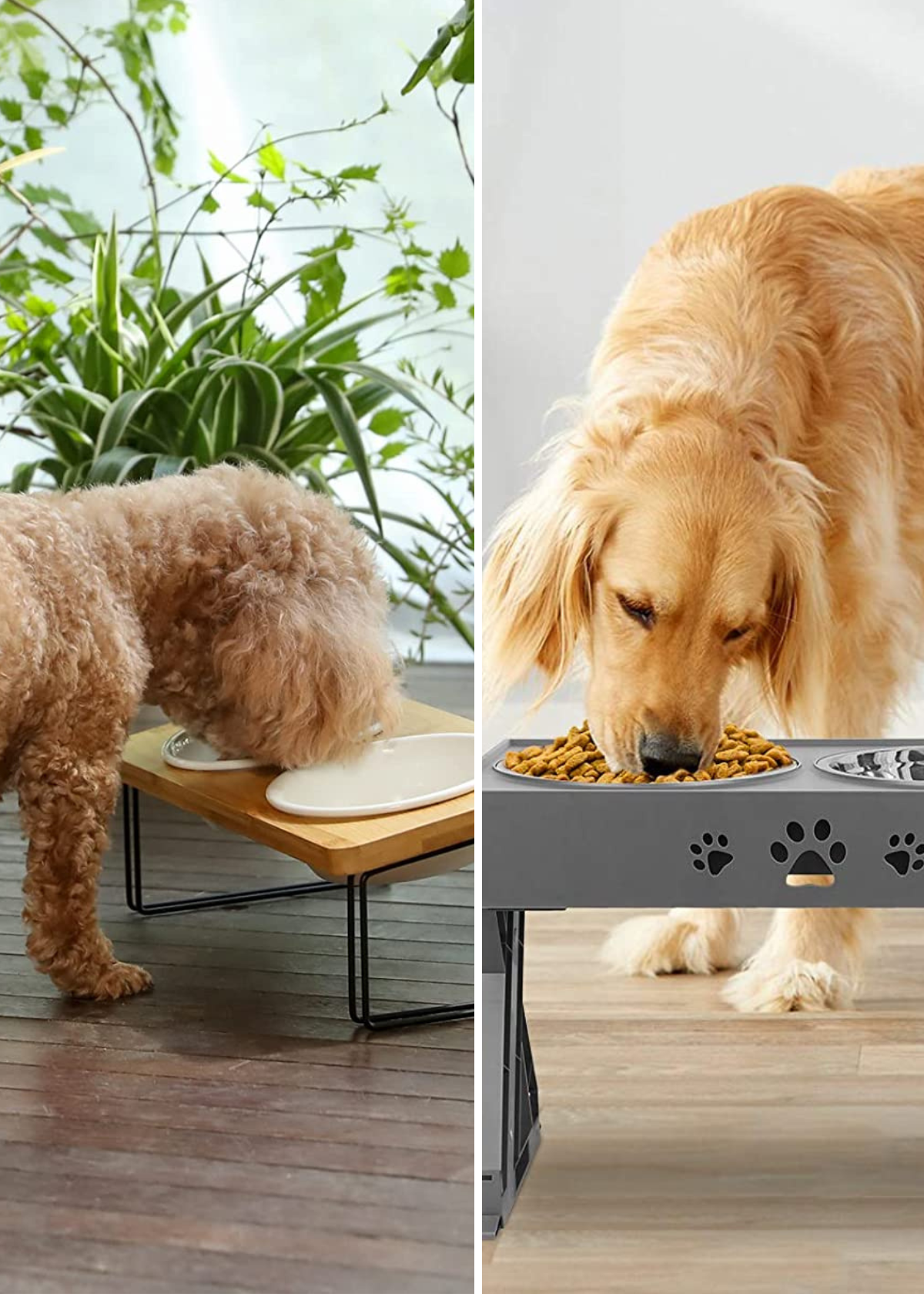 Pup-Approved Picks: Fave Best Elevated Dog Bowls!