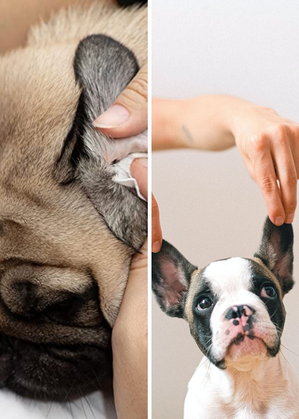 No More Ruff Days: Say Goodbye To Dirty Ears With These Must-have Dog Ear Wipes!