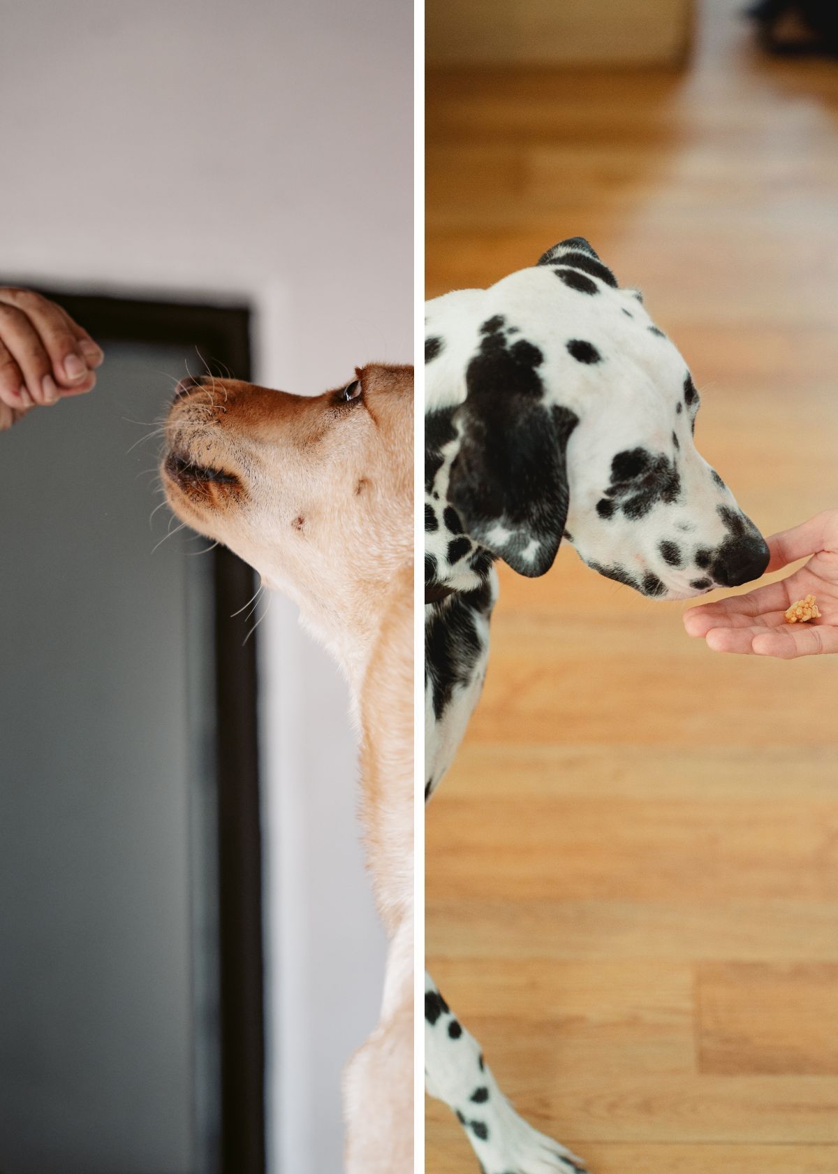 Get A Tail-Wagging Happy Pet With Top Dog Probiotics!