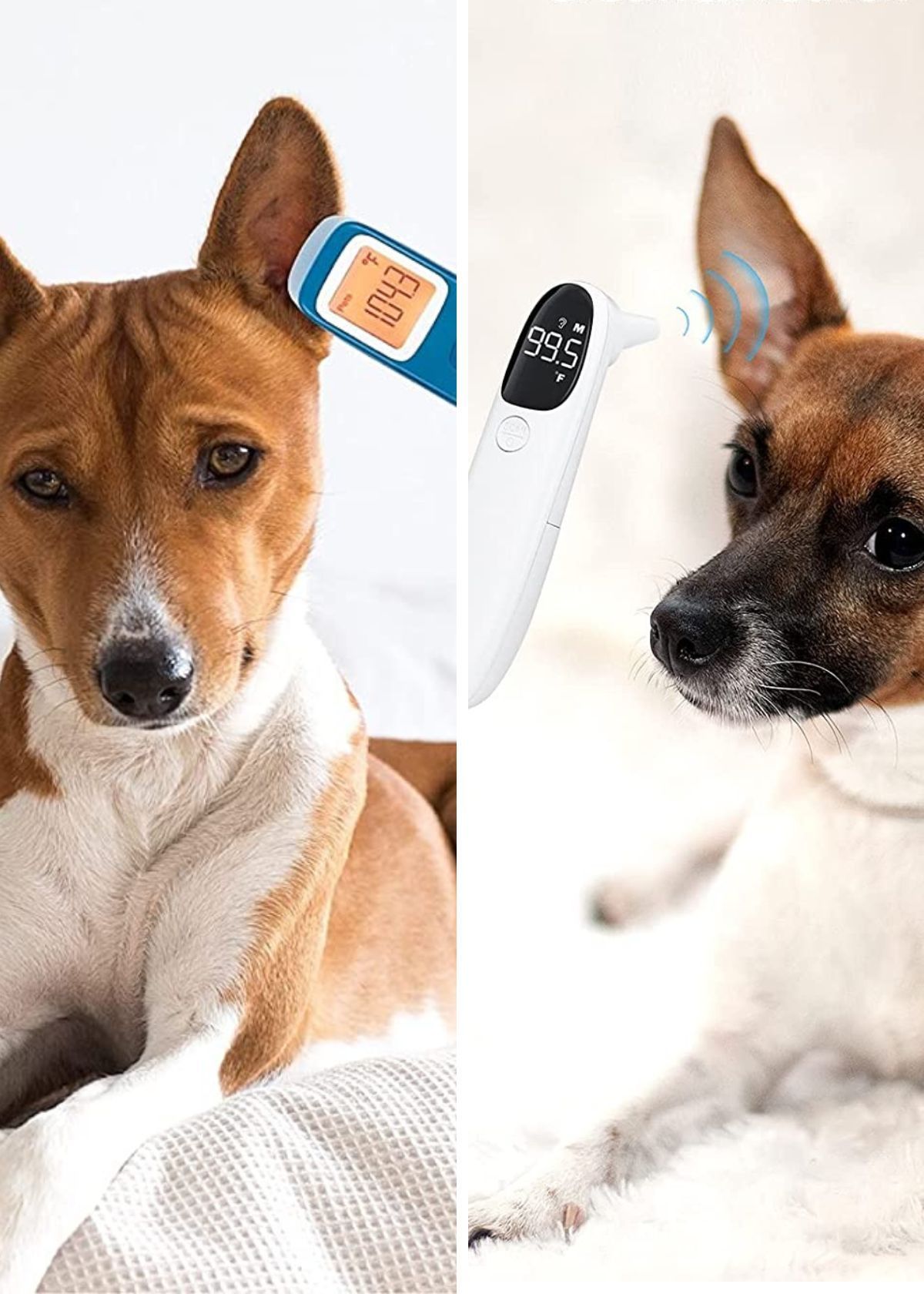 Hot Dog! Discover The Top 5 Thermometers For Your Furry Friend