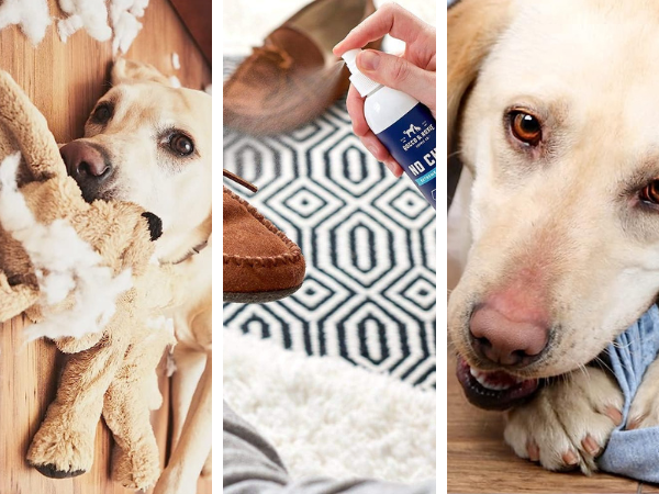Protect Your Belongings With These 5 Game-changing Anti Chew Sprays!