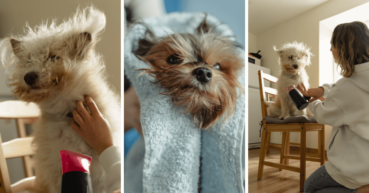 The Best Dog Hair Dryers for Pampered Pets!