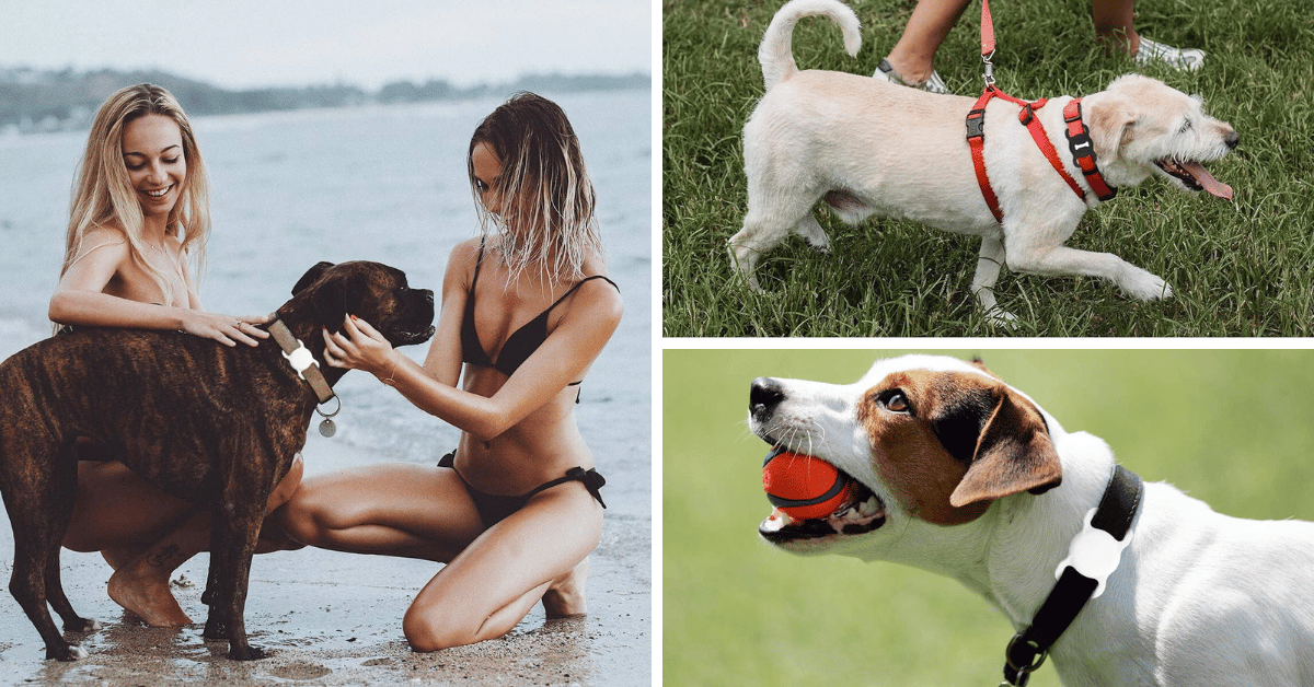 The Top 5 Air Tag Dog Collars For Tech-Savvy Pups!