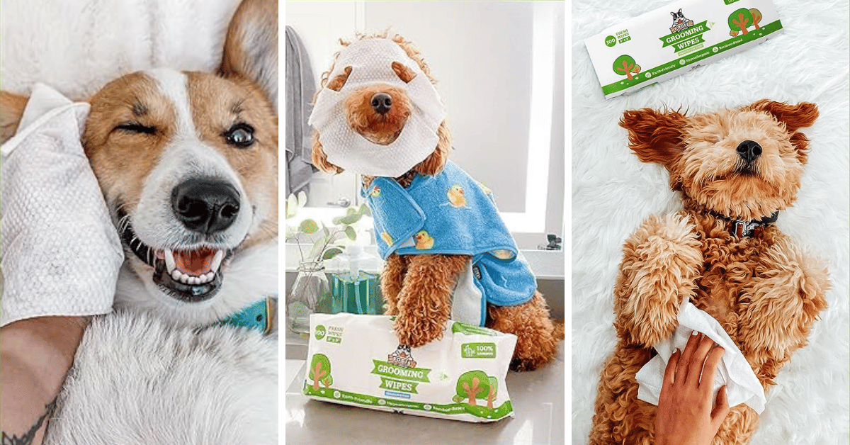 Eyes On Fleek With The Top 5 Dog Eye Wipes!