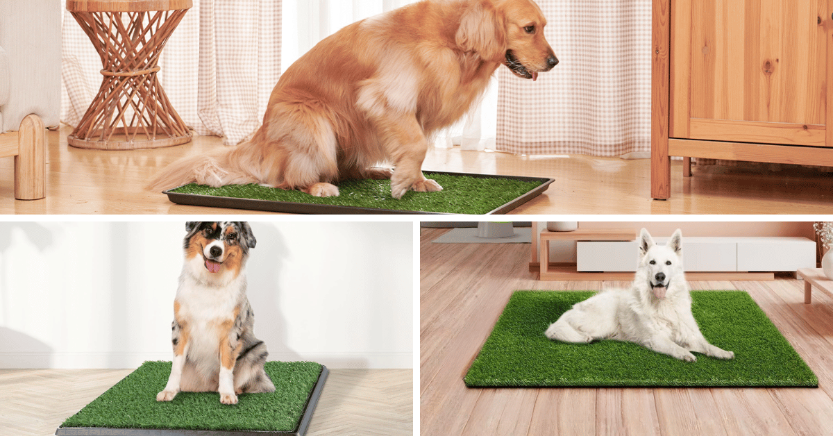 Best Dog Grass Pee Pads: Indoor & Outdoor Solutions