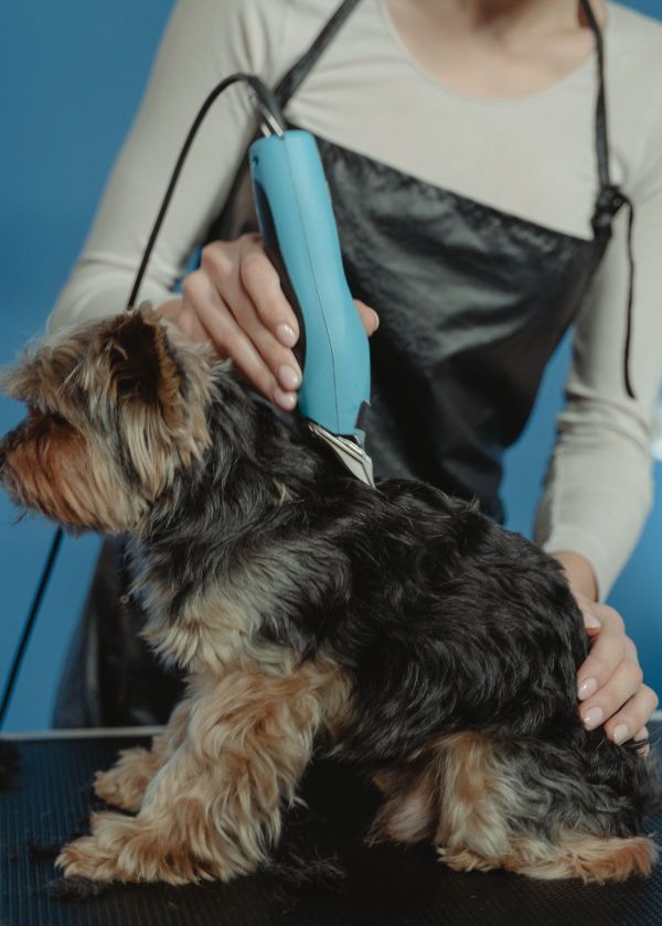 Clipping Your Way to Dog Grooming Success!