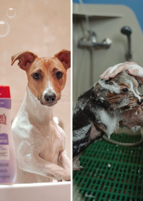 The 5 Best Flea Shampoos – Protect Your Pup From Pesky Parasites!