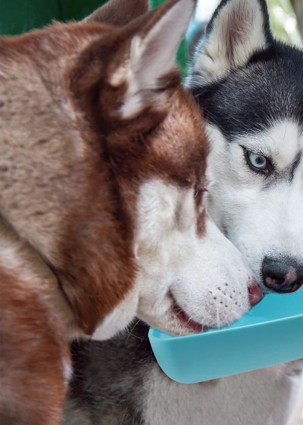 Is Water Bottle Good For Dogs? Paws for Thought!
