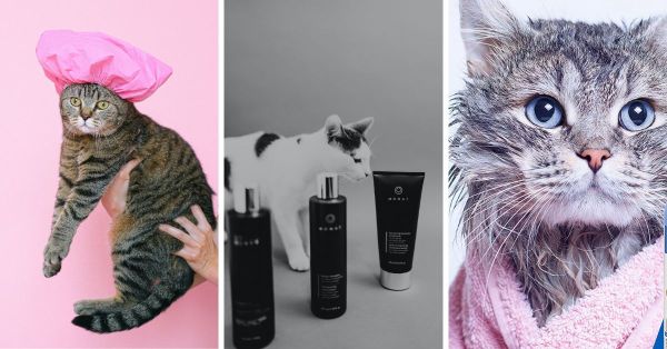 Feline-Friendly & Flea-free: The 5 Best Shampoos For Your Cat!