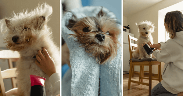 The Best Dog Hair Dryers for Pampered Pets!