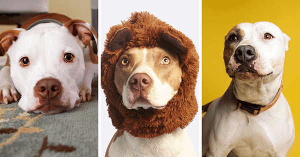 Pitbulls Can't Resist These Top 5 Food's!