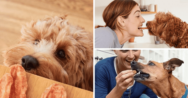 Get Your Paws On These Top 5 Dog Jerky Treats!