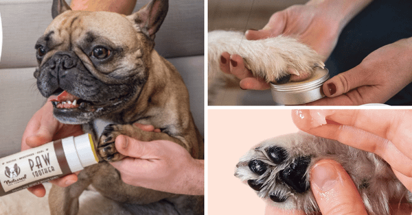 Puppy Getting Crusty? Here Are The 5 Best Dog Paw Balms!