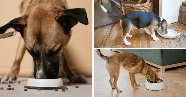 Dive Into The Top 5 Fish Oils For Your Canine Companion!