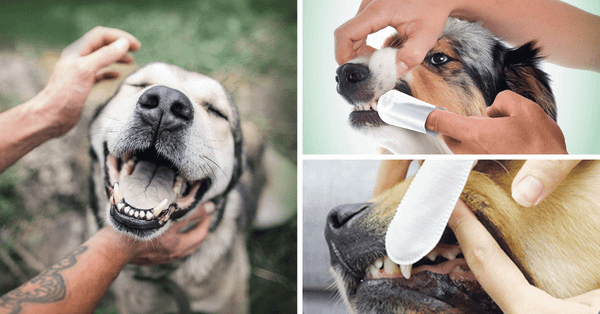 The Top 5 Dog Dental Wipes Your Pup Will Wag About!