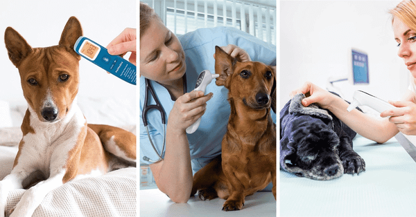 The 4 Best Dog Ear Thermometers for Pet Parents!